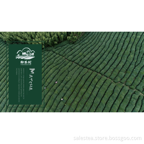 Kesihatan Hijau Daun Mulberry Daun Hijau